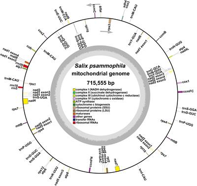 Assembly and comparative analysis of the first complete mitochondrial genome of Salix psammophila, a good windbreak and sand fixation shrub